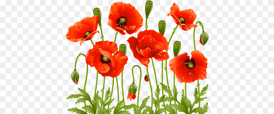 Download Poppy Flowers Red Poppies Spring Large Poppy Flower, Plant Free Transparent Png