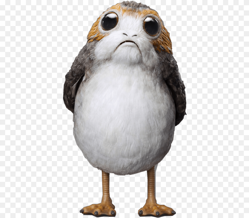 Download Porg Star Wars Plush Porg Star Wars, Animal, Beak, Bird Free Png