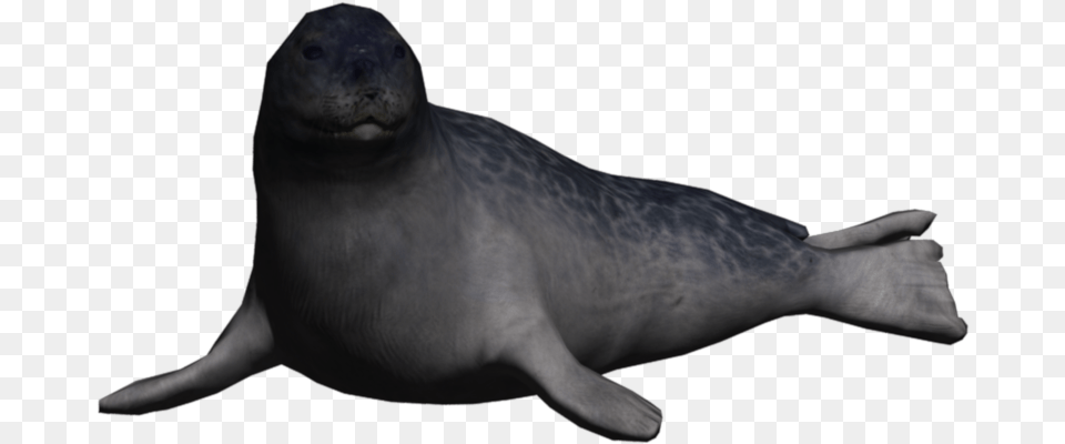 Download Portrait Seal Ringed Seal Animals, Animal, Mammal, Sea Life, Sea Lion Free Transparent Png