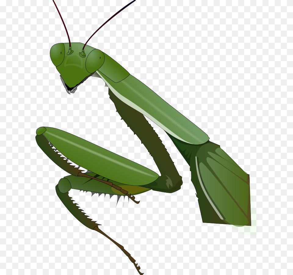 Download Praying Mantis Clipart, Animal, Insect, Invertebrate, Fish Png Image