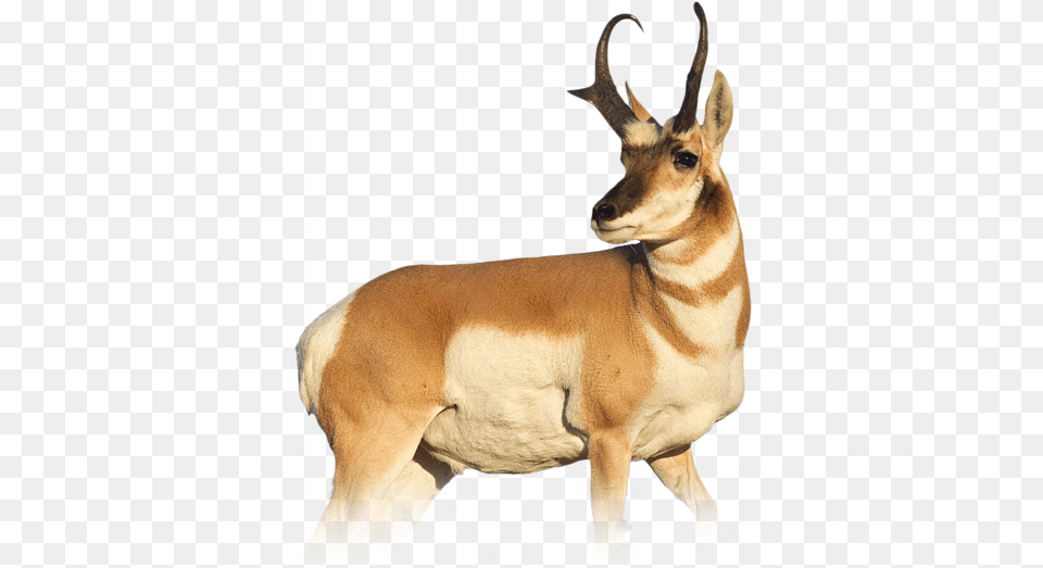 Download Pronghorn Antelope Colorado Animals To Hunt, Animal, Mammal, Wildlife, Gazelle Free Png