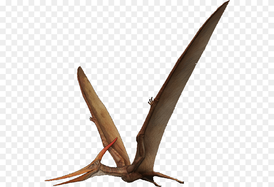 Pterosaurs Transparent Pterosaurs, Antler, Animal, Bird Free Png Download