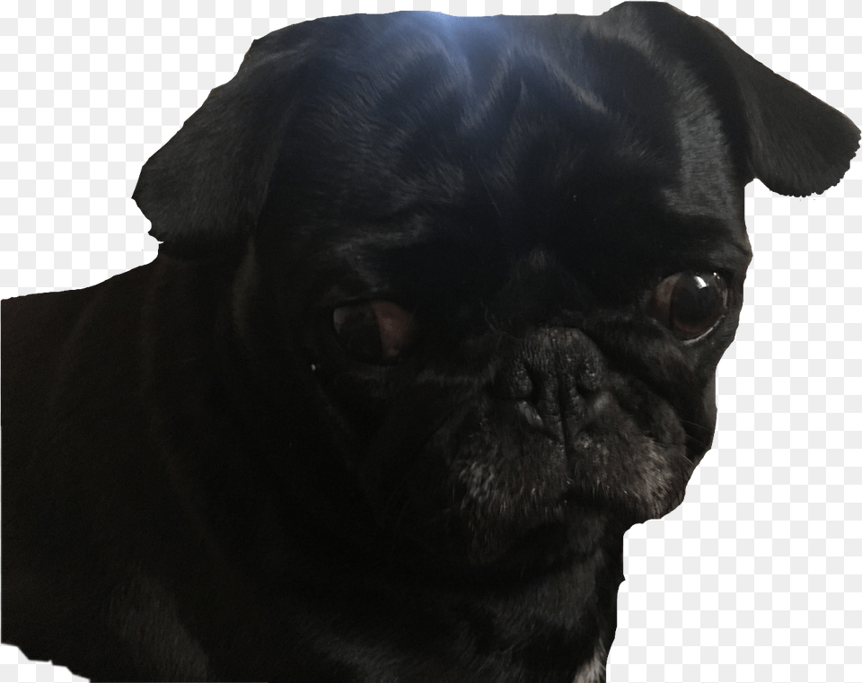 Download Pug Blackpug Dog Cute Puppy Black Pug Animal, Canine, Mammal, Pet Free Transparent Png