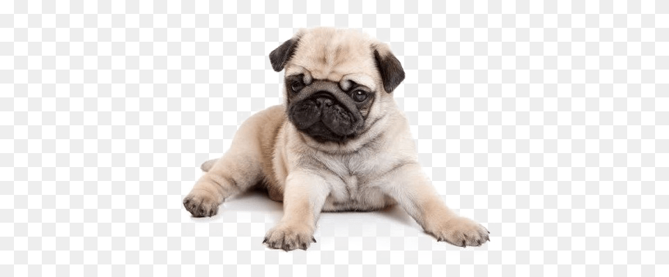 Pug Image Background Pug Puppies, Animal, Canine, Dog, Mammal Free Png Download