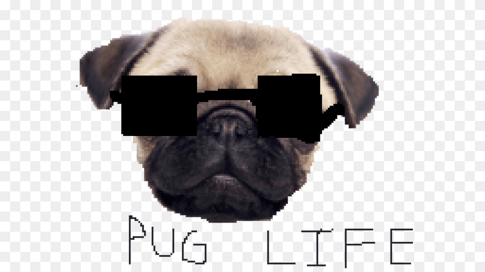 Download Pug Life Clipart Dan Tdm Dog, Animal, Canine, Mammal, Pet Png Image