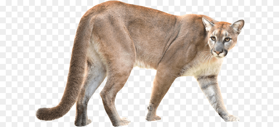 Download Puma Mountain Lion Puma Animal White Background, Mammal, Wildlife, Cougar Free Transparent Png