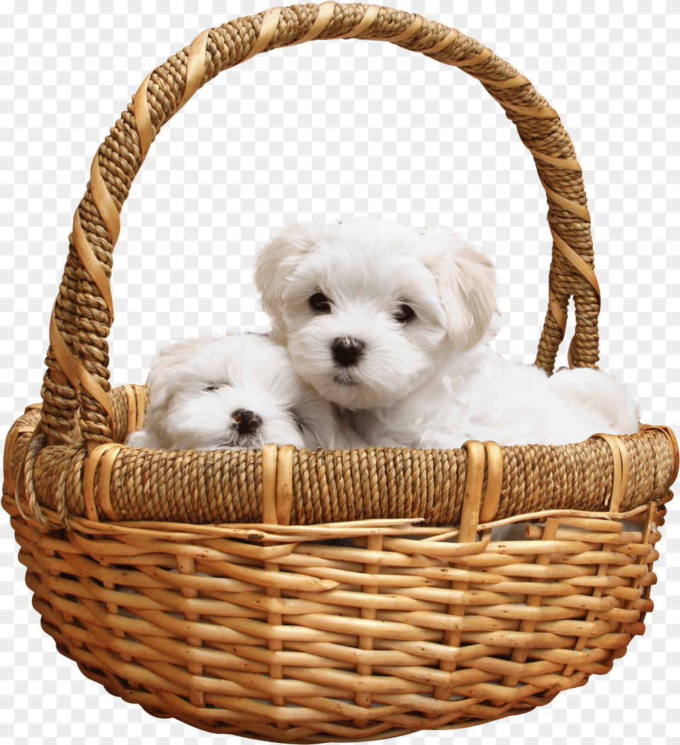 Download Puppy Image For Free Puppy, Basket, Animal, Canine, Dog Png