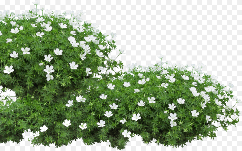 Download Pure Li Fi Session Flower Bed Clip Art, Geranium, Herbal, Herbs, Plant Free Transparent Png