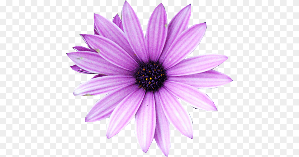 Download Purple Flower Purple Flower Vector, Dahlia, Daisy, Plant, Petal Free Png