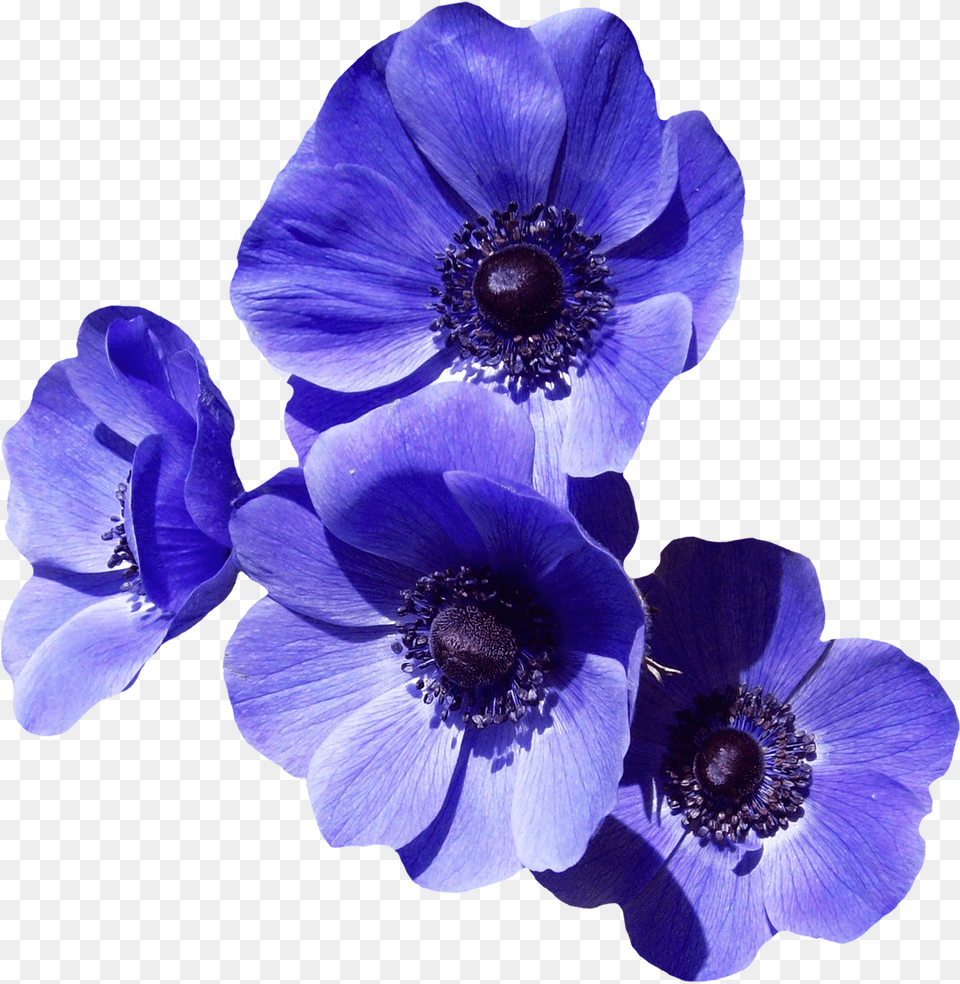 Purple Flowers For Transparent Purple Flower, Anemone, Plant, Pollen, Anther Free Png Download