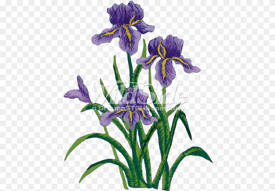 Download Purple Iris Flower Side Full Size Iris Flower Embroidery, Plant Free Transparent Png