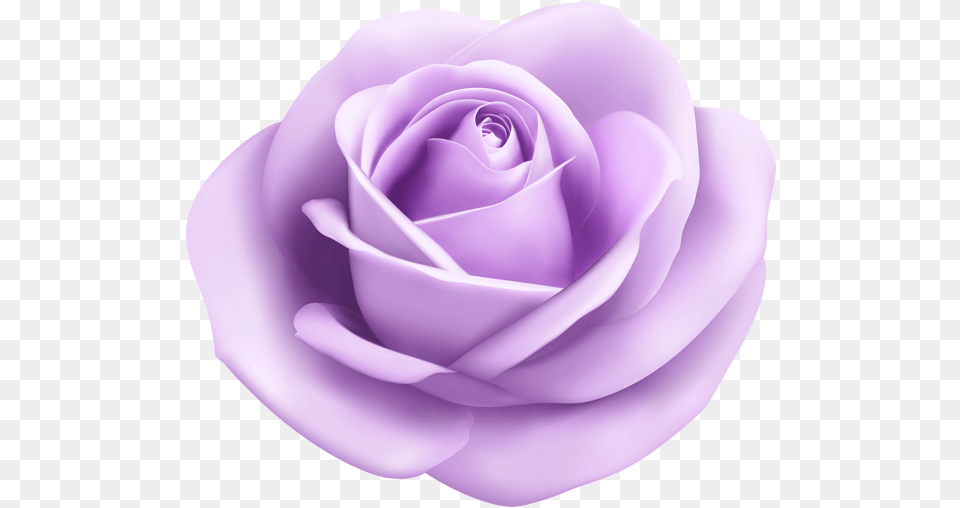 Download Purple Purpleflower Purplerose Light Blue Rose, Flower, Plant Png