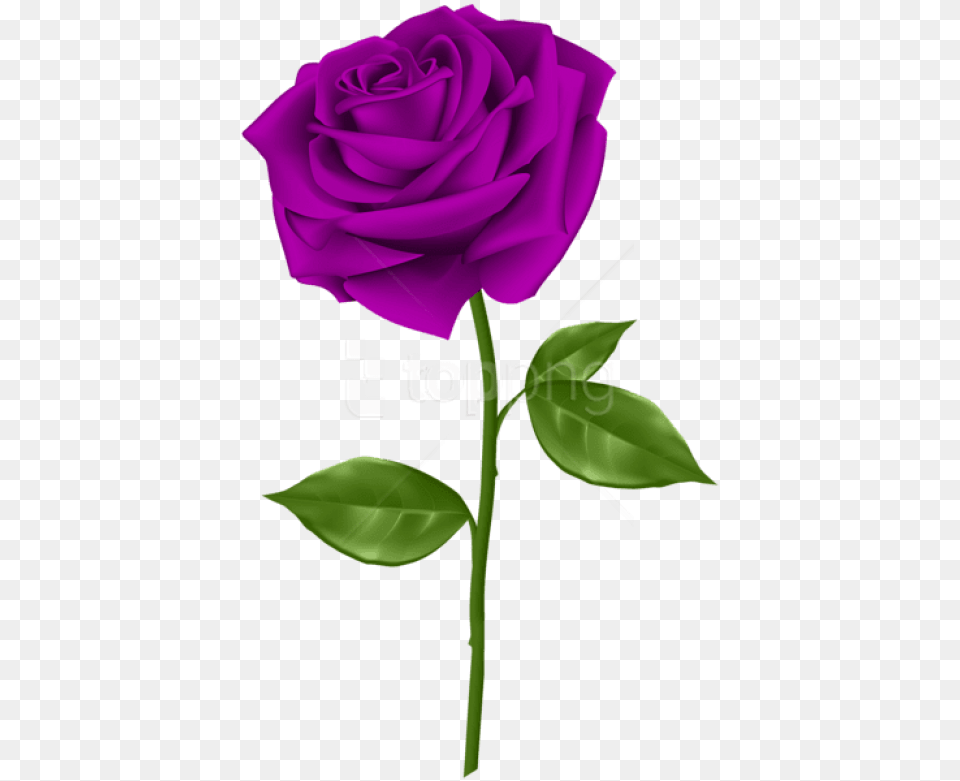 Purple Rose Images Background Background Purple Rose, Flower, Plant Free Png Download