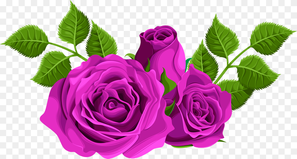 Download Purple Roses Decorative Clip Art Image Flower Rose Free Transparent Png