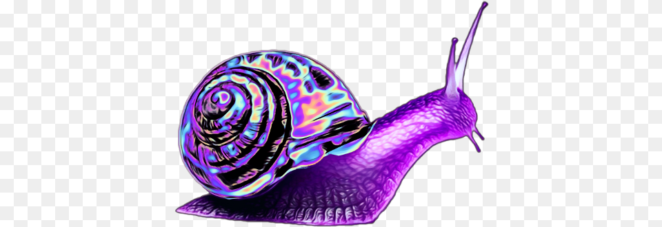 Download Purple Snail Image With No Background Pngkeycom Animal Has One Leg, Invertebrate, Fish, Sea Life, Shark Free Png