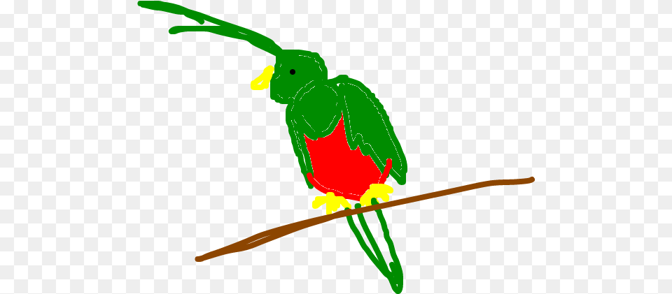 Download Quetzal Pet Birds, Animal, Beak, Bird, Parrot Free Transparent Png