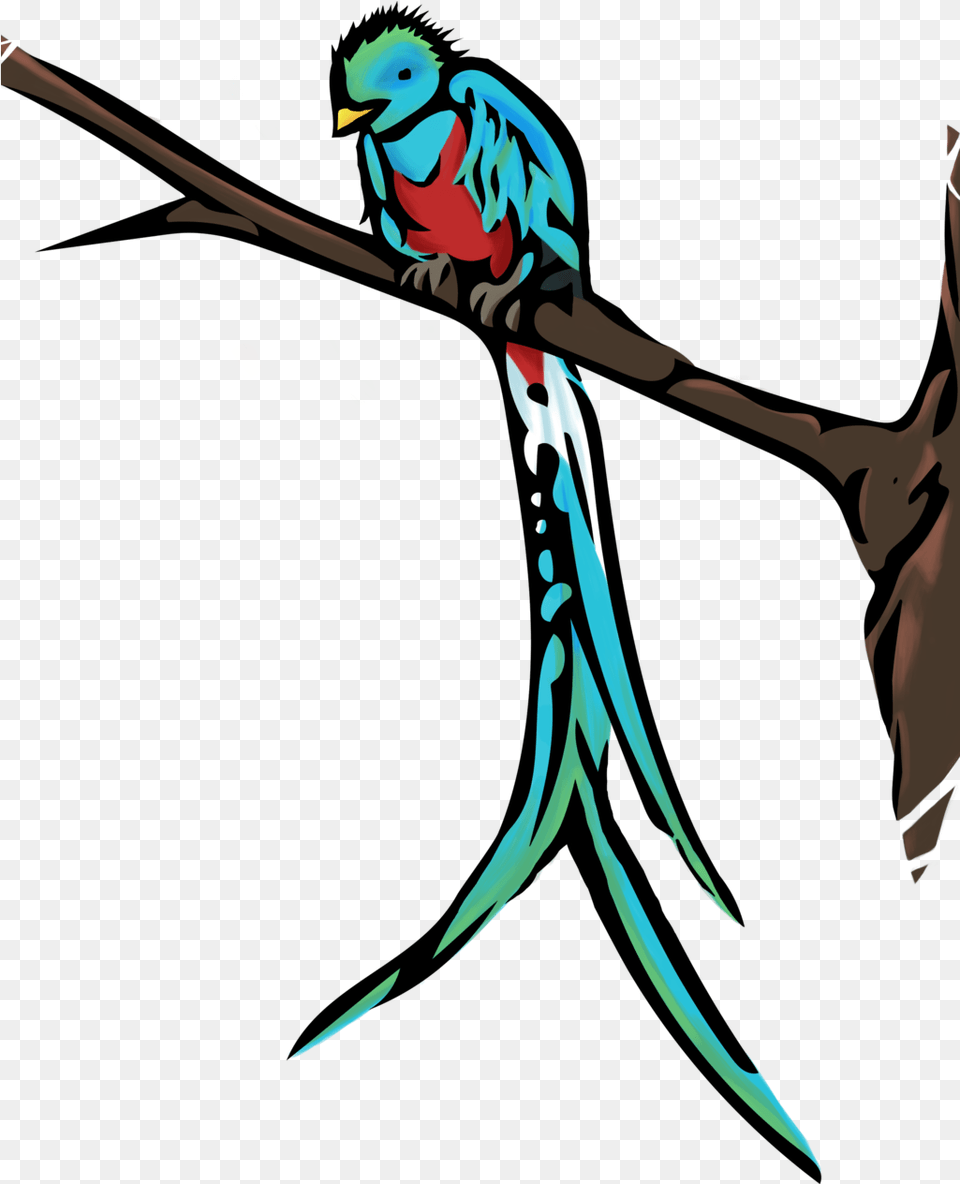 Quetzal Quetzal Birds Easy Drawing, Person, Animal, Beak, Bird Free Png Download