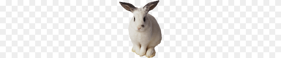Download Rabbit Photo Images And Clipart Freepngimg, Animal, Mammal, Rat, Rodent Free Transparent Png