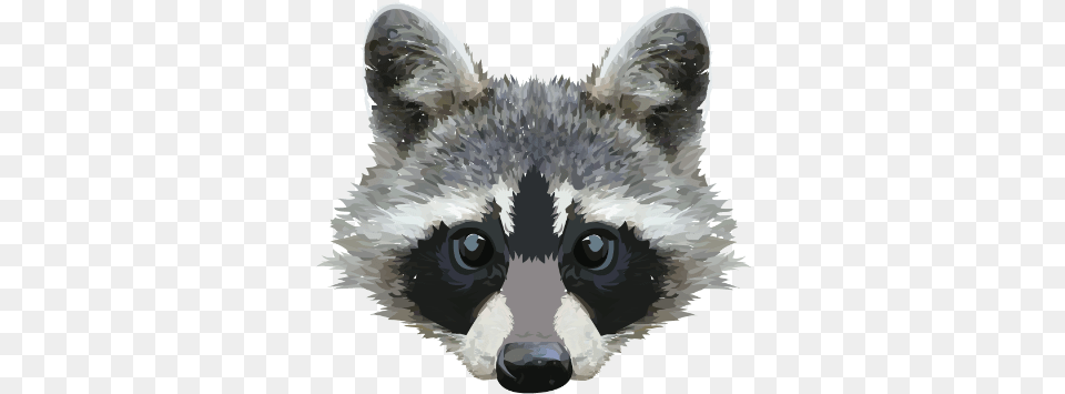 Download Raccoon Face Image Sakhalin Husky, Animal, Mammal, Cat, Pet Free Png
