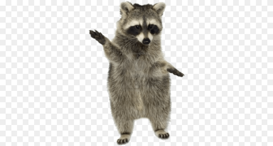 Download Raccoon Racoon, Animal, Mammal, Rat, Rodent Free Transparent Png