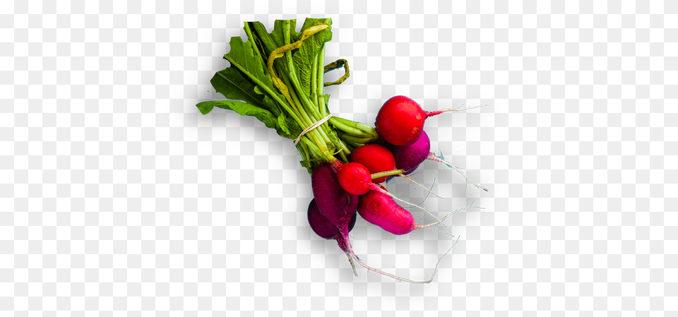 Download Radish Hd Radish, Food, Produce, Plant, Vegetable Png