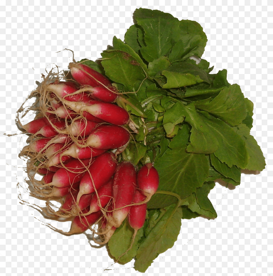Download Radish Image With No Background Pngkeycom Beet Greens, Food, Plant, Produce, Vegetable Png