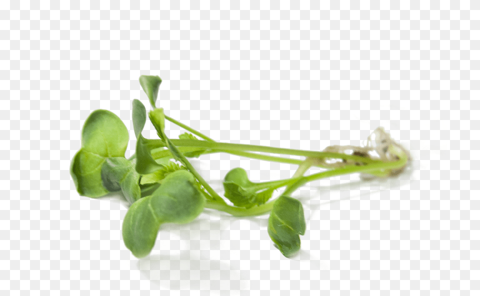 Download Radish Sprouts Radish Sprout, Bud, Flower, Herbal, Herbs Free Transparent Png
