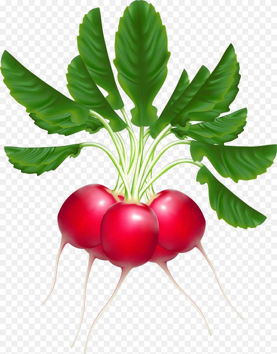 Download Radishes Clipart Free Png