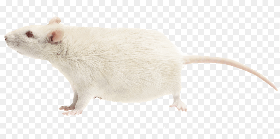 Rat Mouse, Animal, Mammal, Rodent, Computer Hardware Free Png Download