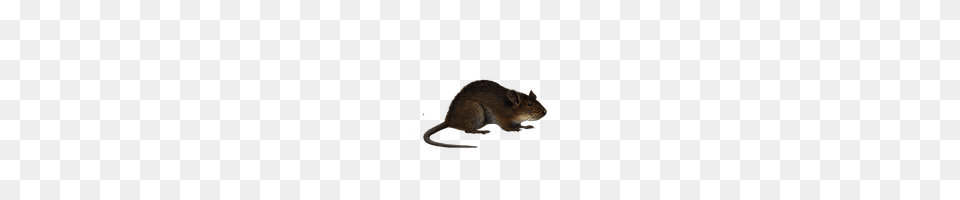 Download Rat Free Photo And Clipart Freepngimg, Animal, Mammal, Rodent Png