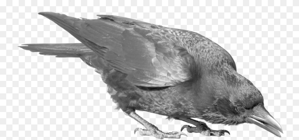 Download Raven Bird 390 Crow Bird, Animal, Blackbird Free Transparent Png