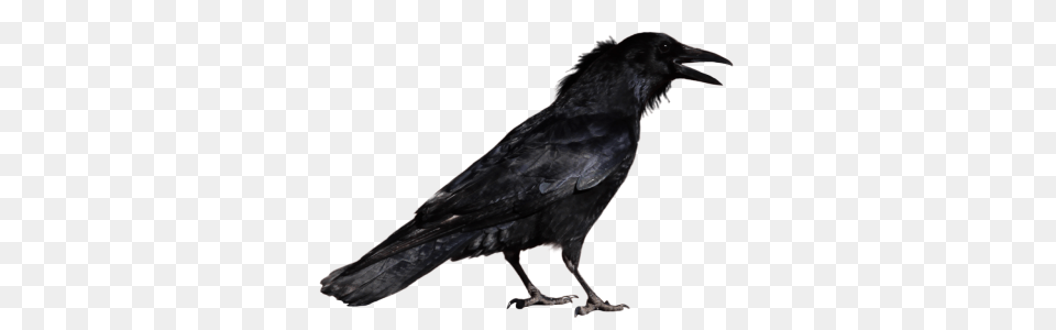Download Raven Transparent Image And Clipart, Animal, Bird, Crow Free Png