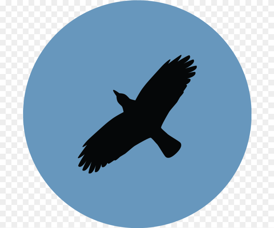 Download Ravenclaw Image Dlpngcom Ravenclaw Bird, Animal, Blackbird, Flying, Silhouette Png