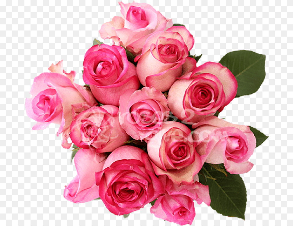 Download Real Bouquet Pink Roses With Dark Pink Edges, Flower, Flower Arrangement, Flower Bouquet, Plant Png