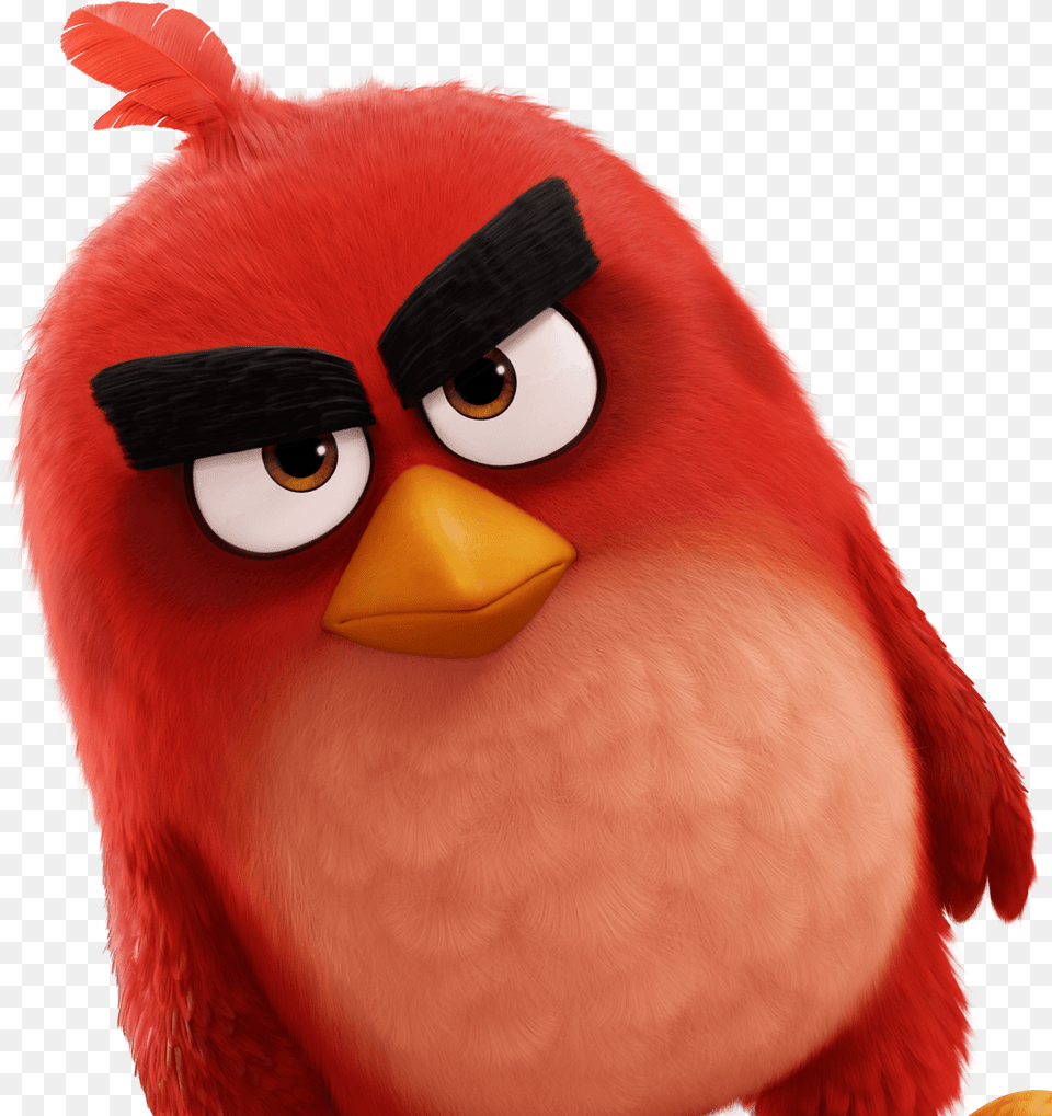 Download Red Angry Bird Red Image With No The Angry Birds Movie, Animal, Beak Free Png