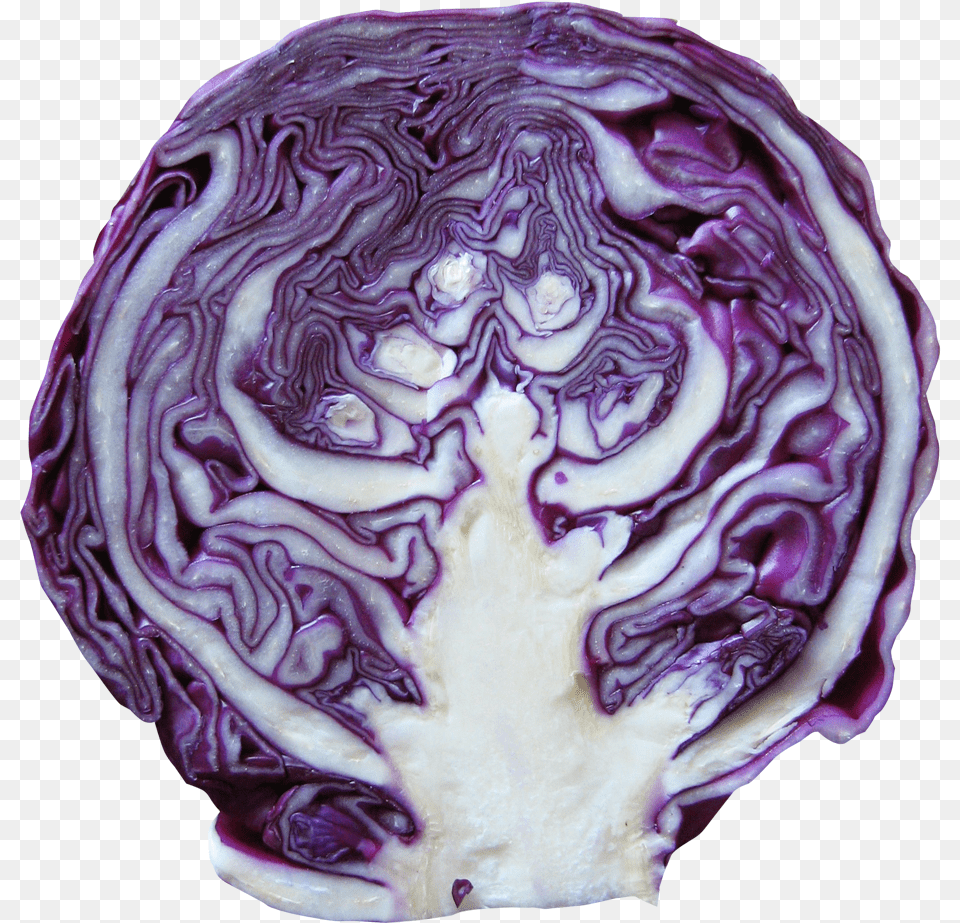 Download Red Cabbage For Free Red Cabbage, Food, Leafy Green Vegetable, Plant, Produce Png Image