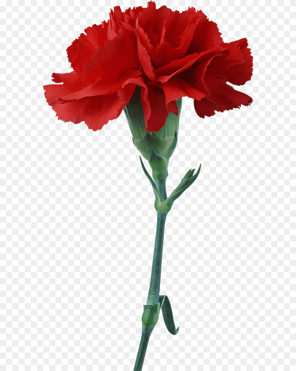 Download Red Carnation Clipart Carnation Flower National Flower Of Spain, Plant Free Png