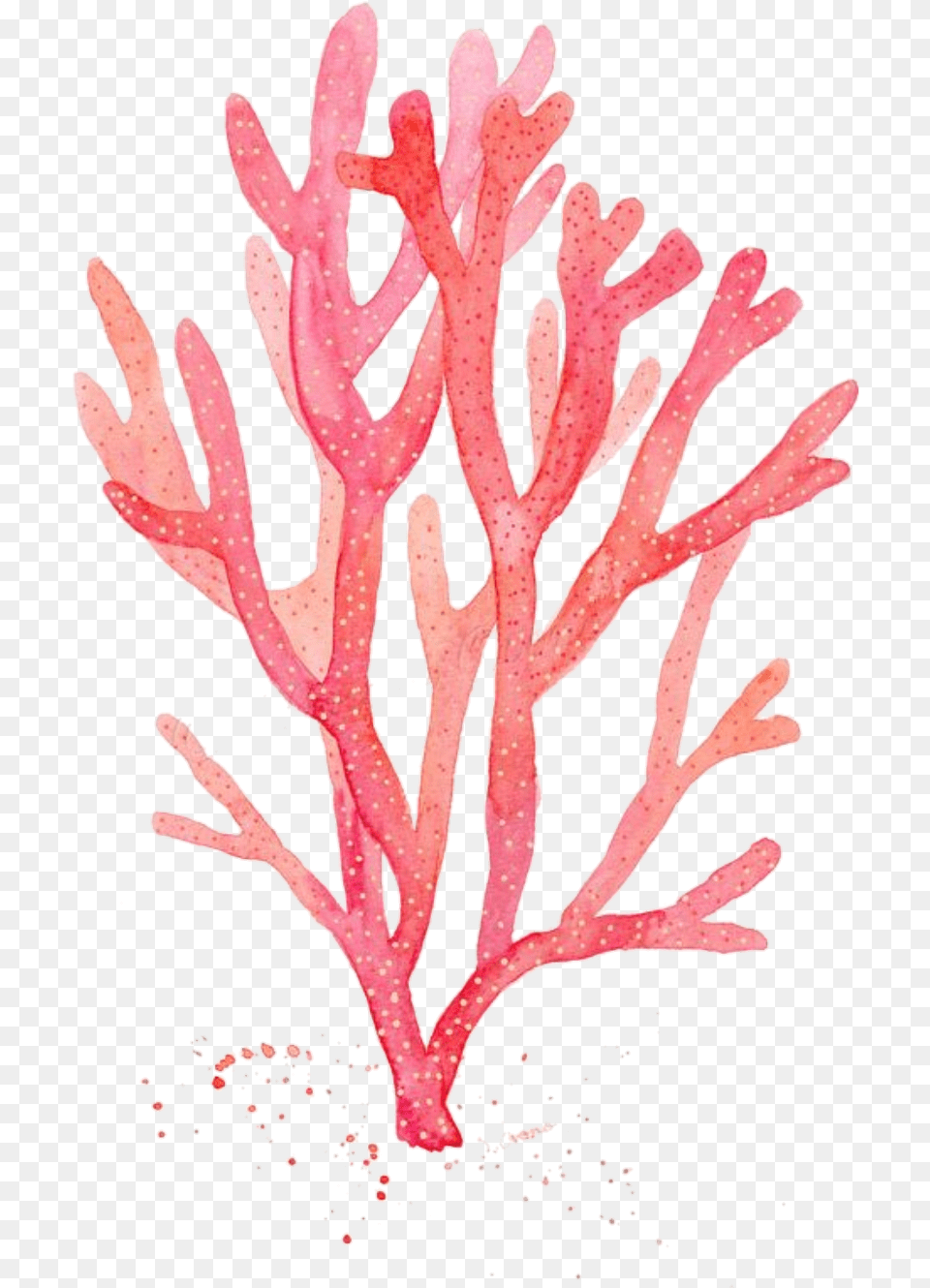 Download Red Coral Watercolor Painting Drawing Algae Red Seaweed Drawing, Plant, Animal, Nature, Outdoors Png