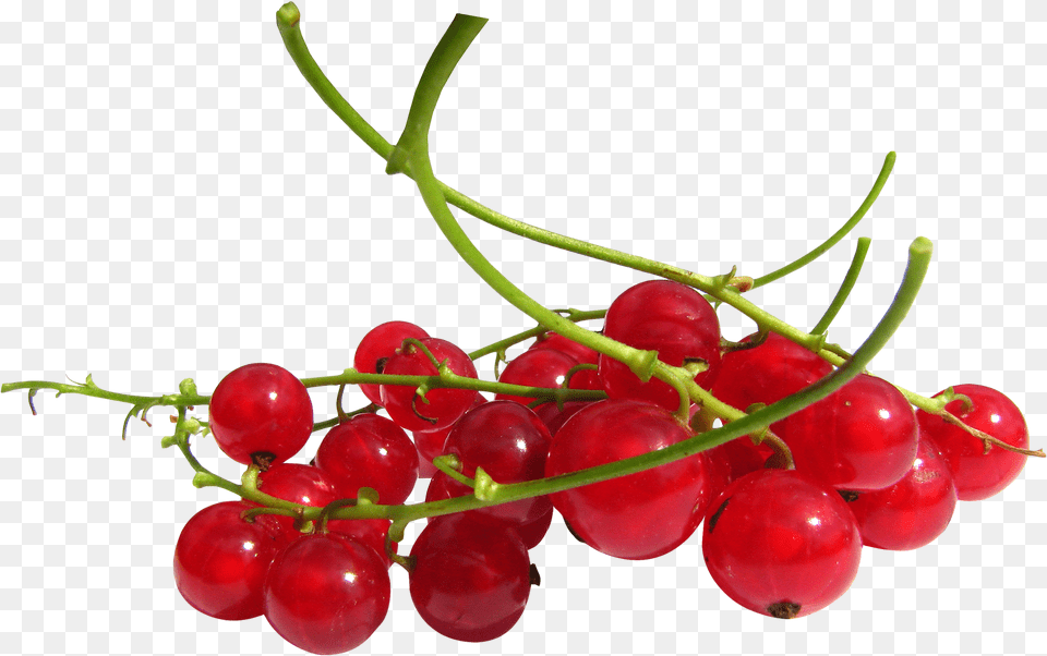 Download Red Currant Berries Redcurrant, Food, Fruit, Plant, Produce Png