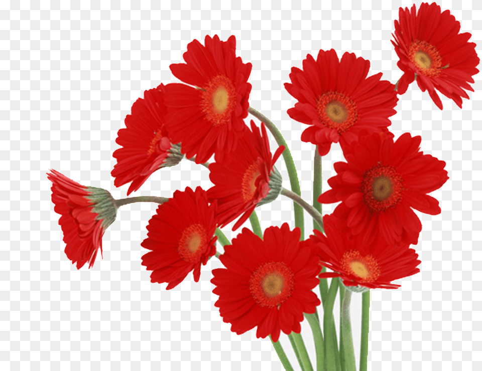 Download Red Daisy Gerbera Flowers Red Image With Nice Flowers, Flower, Plant, Petal, Animal Png