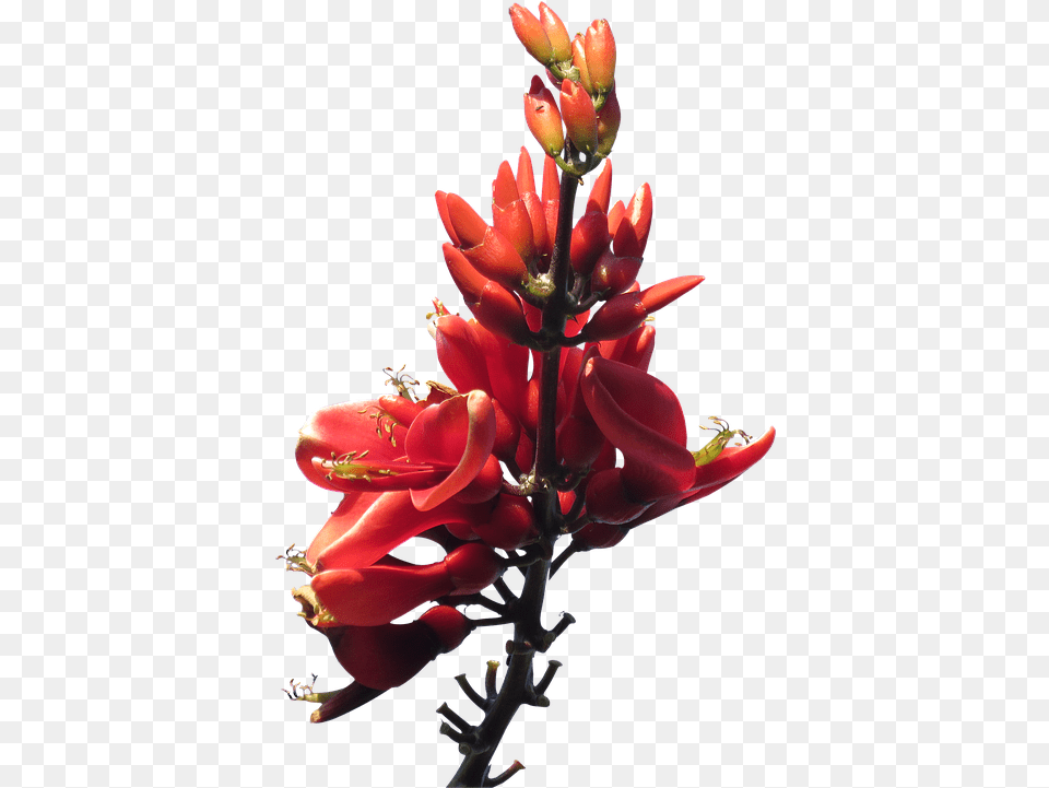 Red Flowers Pic Australian Native Flower, Plant, Pollen, Petal Free Png Download