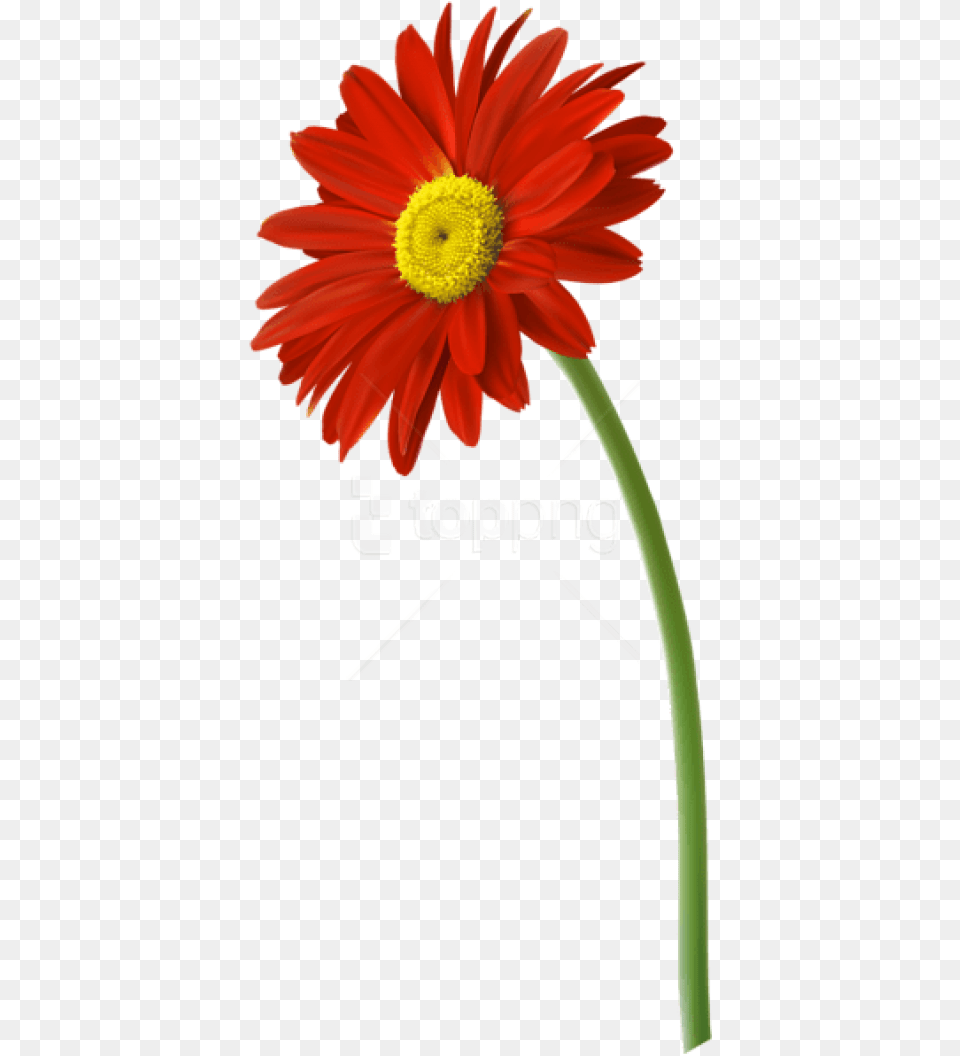 Download Red Gerbera Flower Gerbera Flower, Daisy, Petal, Plant, Anther Png