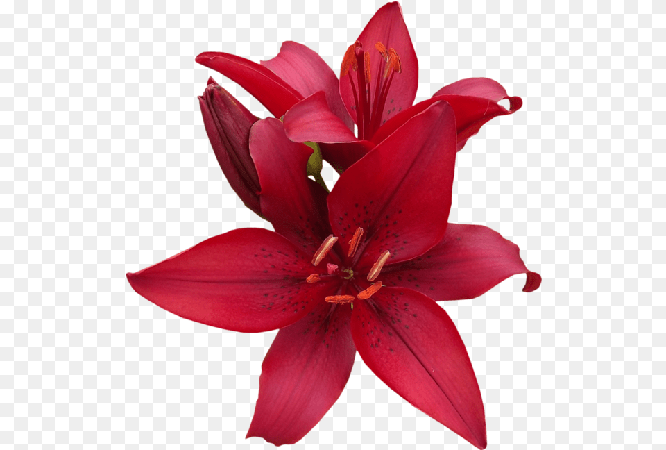 Download Red Lilies Red Lily Flower, Plant Png