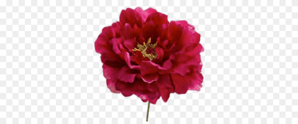 Red Peonies Flowers, Carnation, Flower, Plant, Rose Free Png Download