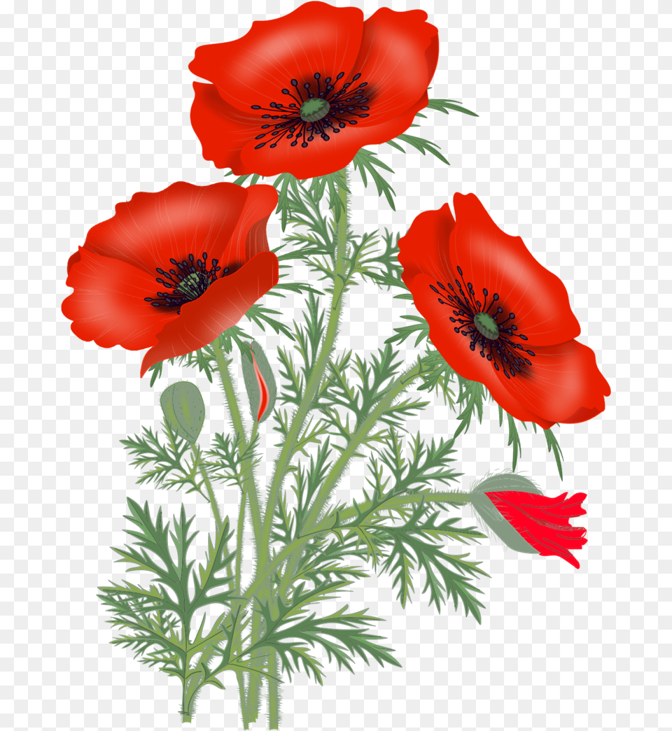 Download Red Poppies Poppy Flowers Flower Pictures Poppies, Plant, Rose, Geranium Free Png