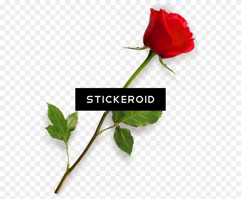 Download Red Rose, Flower, Plant Free Png