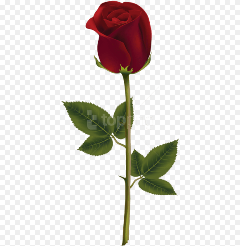 Red Rose Dark Background Rose, Flower, Plant Free Png Download