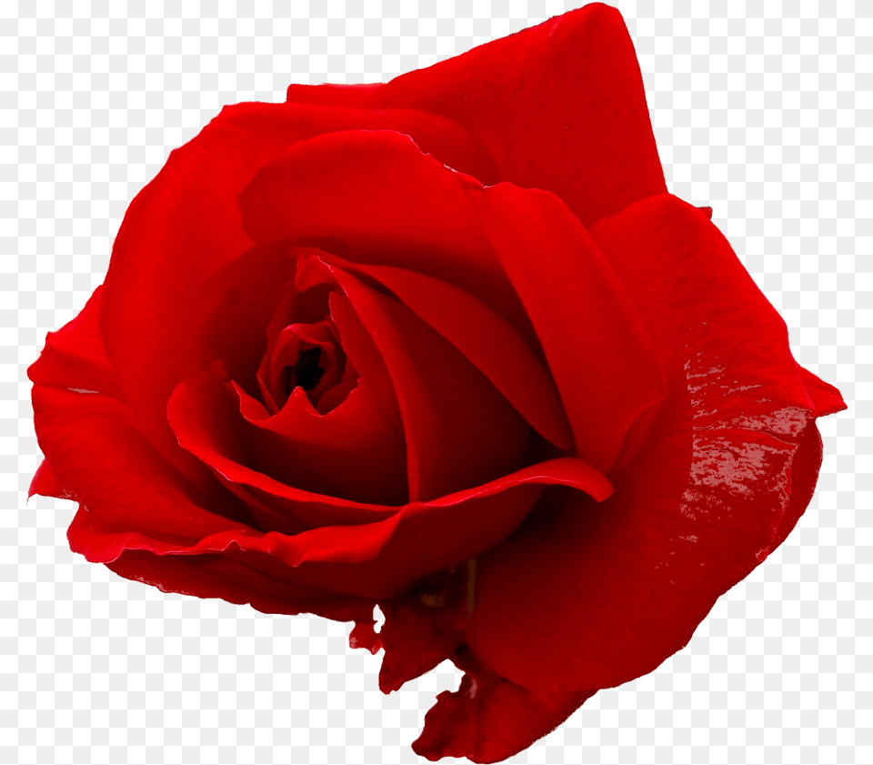 Download Red Rose File, Flower, Plant, Petal Free Transparent Png