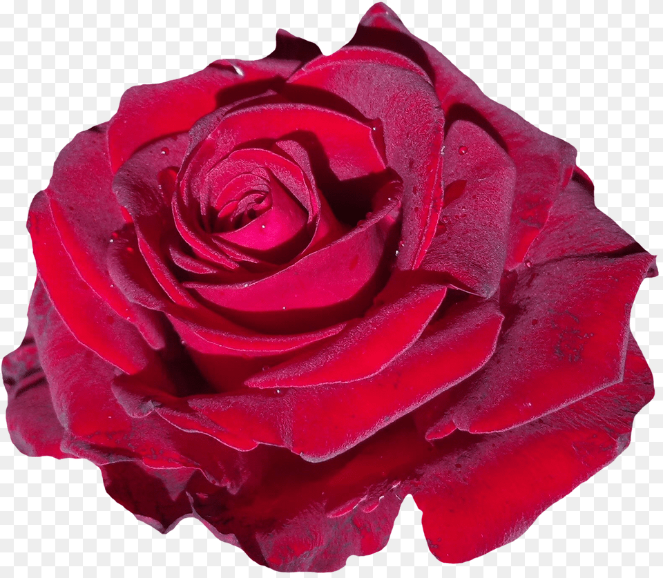 Download Red Rose Flower For Free Rose Single Flower Pink, Plant, Petal Png Image