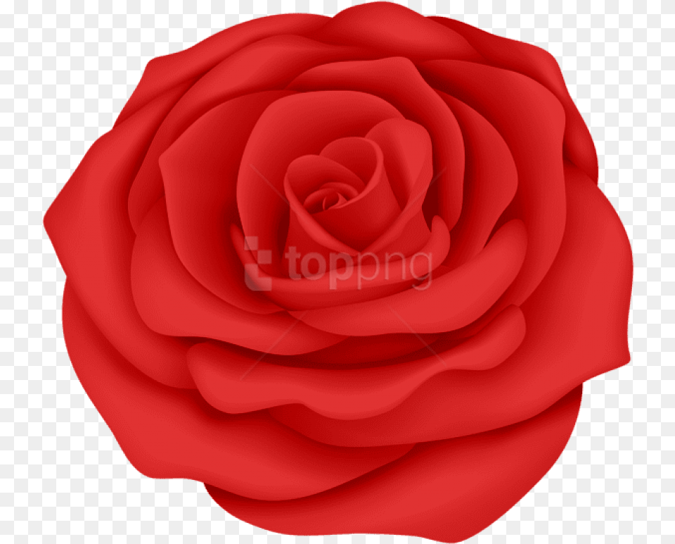 Red Rose Flower Transparent Images Blue Rose Transparent Background, Petal, Plant Free Png Download